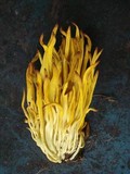 Clavulinopsis fusiformis image