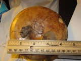 Paxillus involutus image