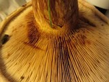 Paxillus involutus image