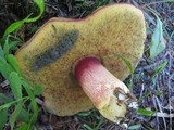 Boletus smithii image