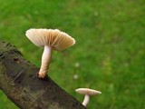 Heliocybe sulcata image