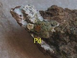 Lecanora albella image