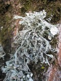 Ramalina fastigiata image