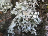 Ramalina fastigiata image