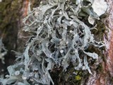 Ramalina fraxinea image