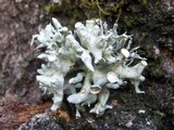 Ramalina fastigiata image