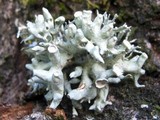 Ramalina fastigiata image