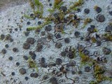Lecidella elaeochroma f. elaeochroma image