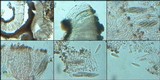 Graphis elegans image