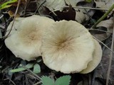 Lactarius fumosus image