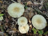 Amanita velatipes image