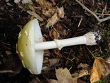 Amanita velatipes image