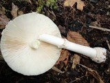 Amanita velatipes image