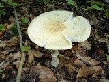 Amanita velatipes image