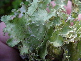 Platismatia glauca image