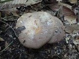 Lactarius argillaceifolius var. argillaceifolius image