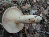 Lactarius argillaceifolius image