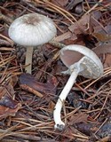 Agaricus pocillator image