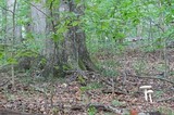 Amanita rhopalopus image