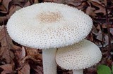 Amanita rhopalopus image