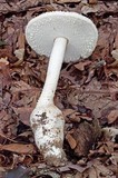 Amanita rhopalopus image