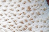 Amanita rhopalopus image