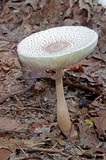 Leucoagaricus americanus image
