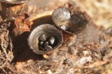 Cyathus stercoreus image