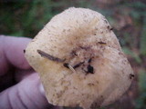 Chroogomphus tomentosus image