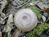 Lactarius pyrogalus image