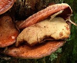 Fistulina hepatica image
