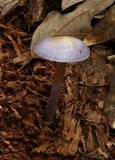 Cortinarius iodes image