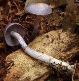 Cortinarius iodes image