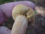 Chroogomphus tomentosus image