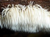 Deflexula subsimplex image
