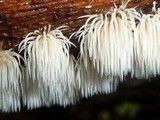 Deflexula subsimplex image