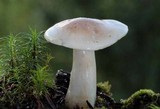 Hygrophorus tennesseensis image