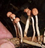 Ophiocordyceps amazonica image