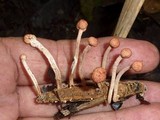 Ophiocordyceps amazonica image