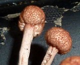 Ophiocordyceps amazonica image