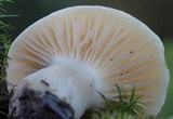 Hygrophorus tennesseensis image