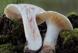 Hygrophorus tennesseensis image