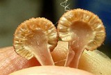 Ophiocordyceps amazonica image