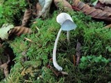 Mycena amicta image