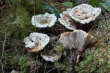 Hydnellum scrobiculatum image