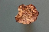 Hydnellum scrobiculatum image