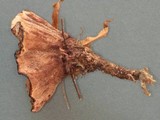 Hydnellum scrobiculatum image