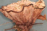 Hydnellum scrobiculatum image