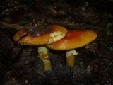 Amanita caesarea image