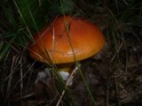 Amanita caesarea image